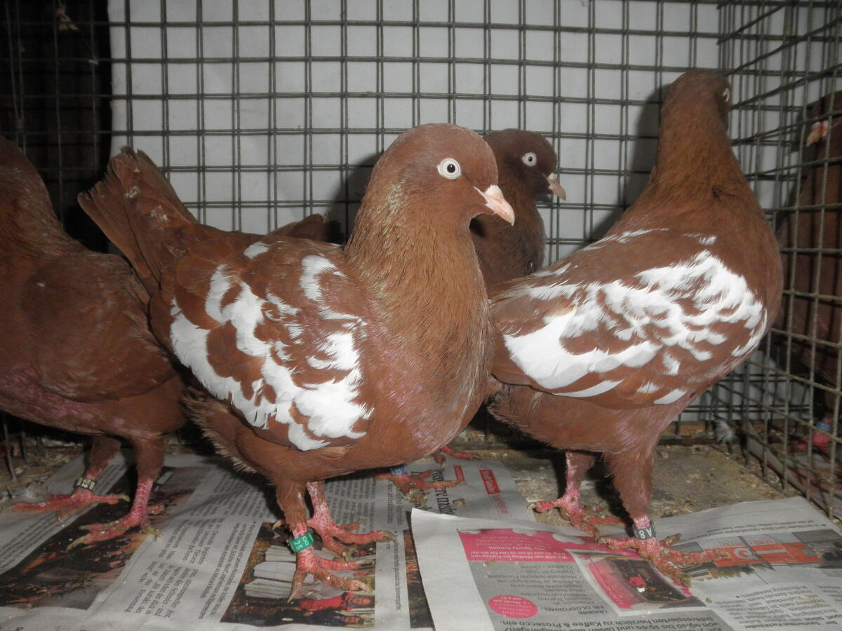 Niederländische Hochflieger 2