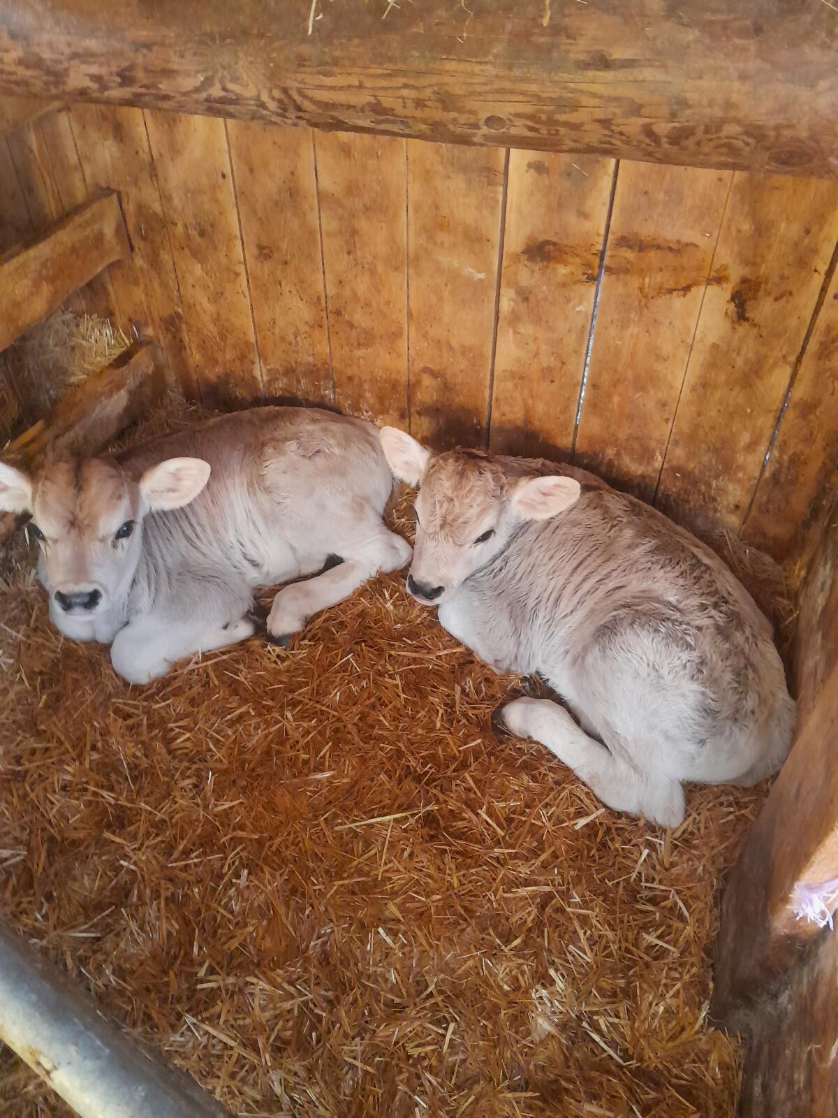 Grauviehstierkälber 1