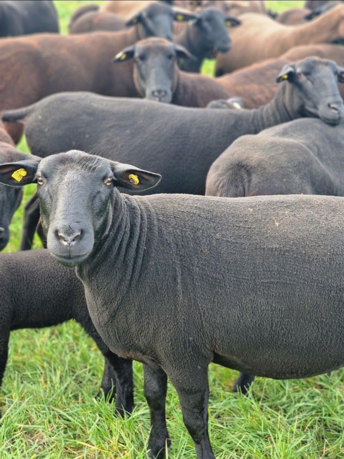 Jura Schafe und Widder 3