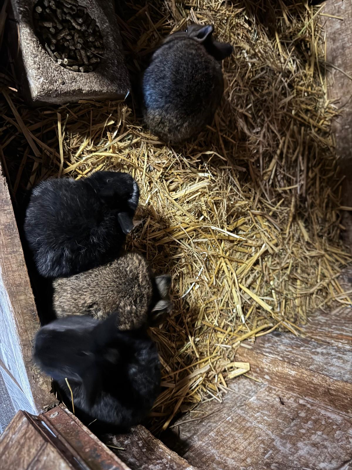 Verschenke Zwerghasen 1