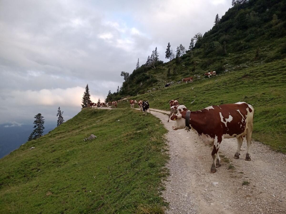 Verkaufe Kuh/Erstlingskuh 1