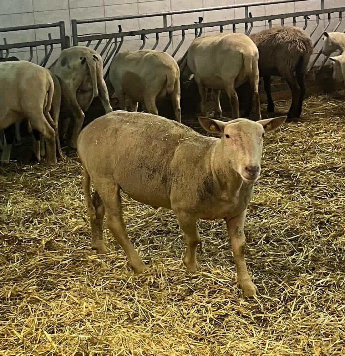 Charolais Widder/Schaf 1