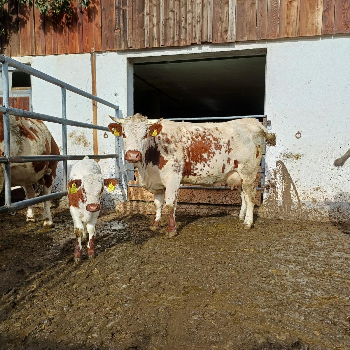 Bio Pustertaler Kuh mit Stierkalb 2