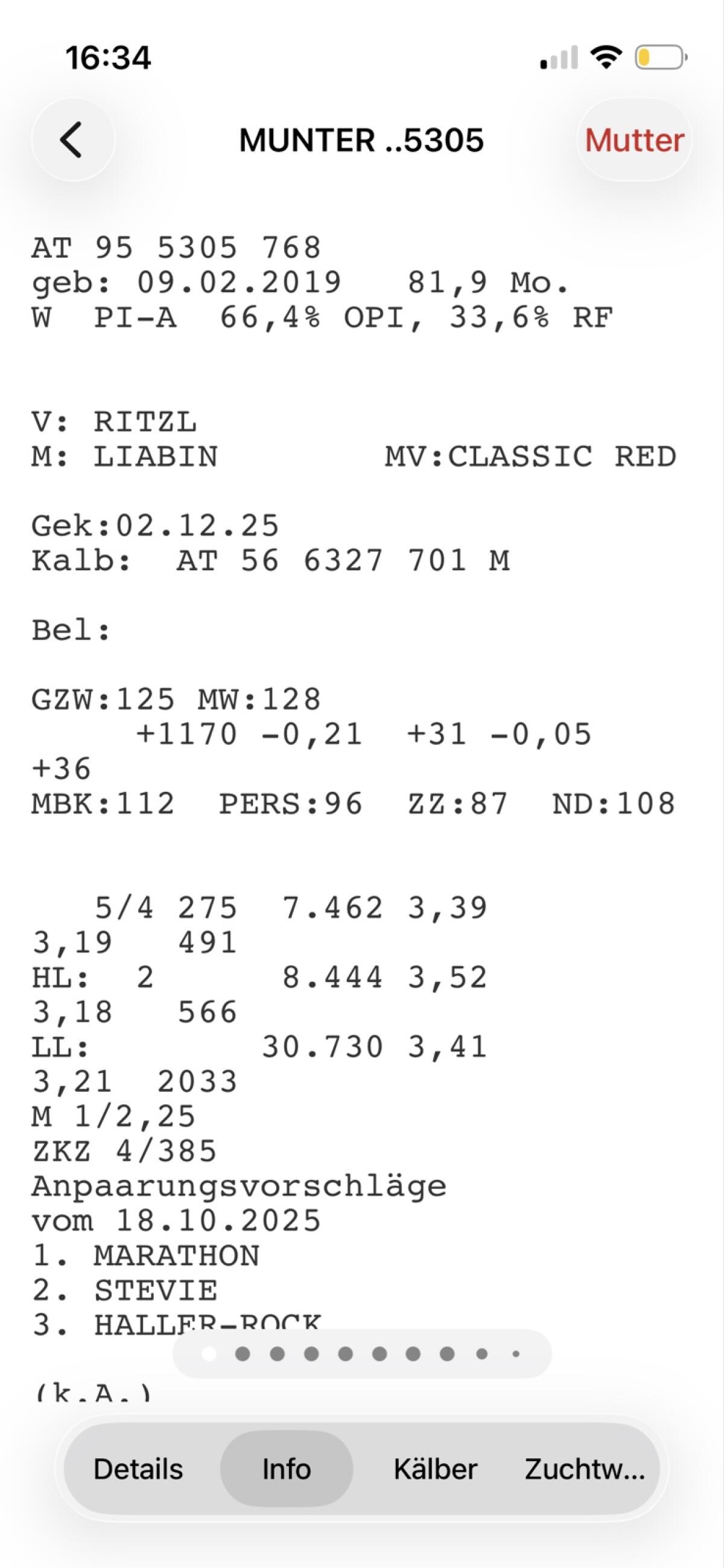 Pinzgauer Kuh 34kg Tagesgemelk, 5.Lak. 3
