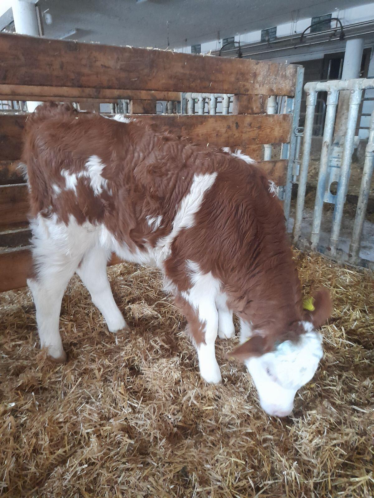 Bio Fleckviehkuhkalb 1