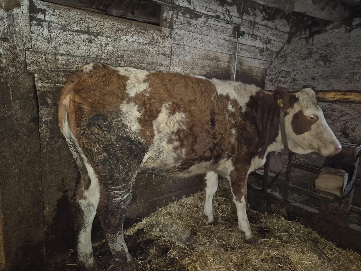 BIO-Kalbin Fleckvieh 1