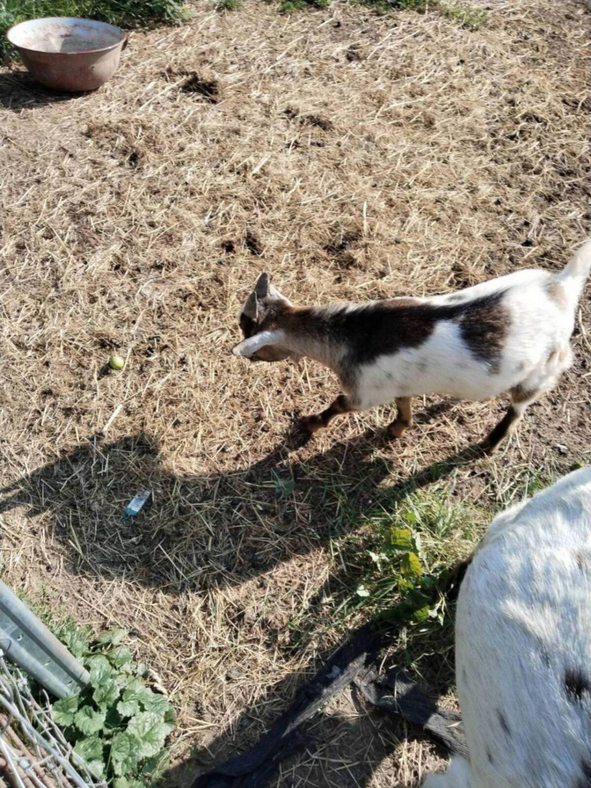 Einen Zwergziegenbock, er ist 7 Monate alt 2