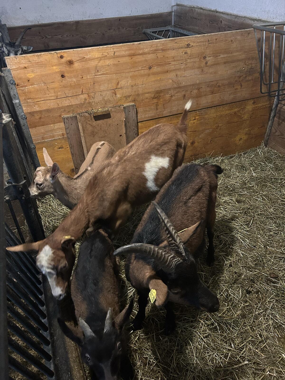 Ziegen mit Kitz zu verkaufen 3