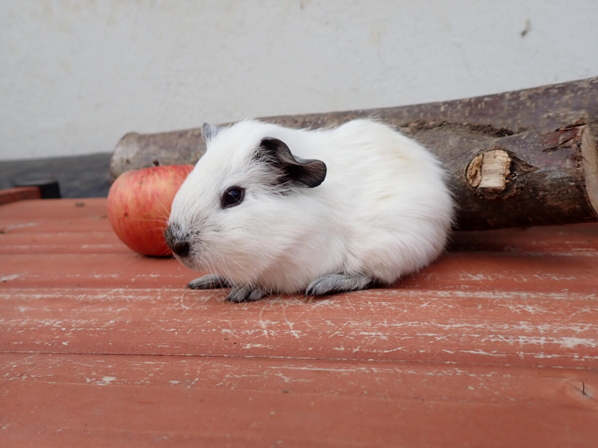 Knuddel und Lucky, Glatthaar California 1