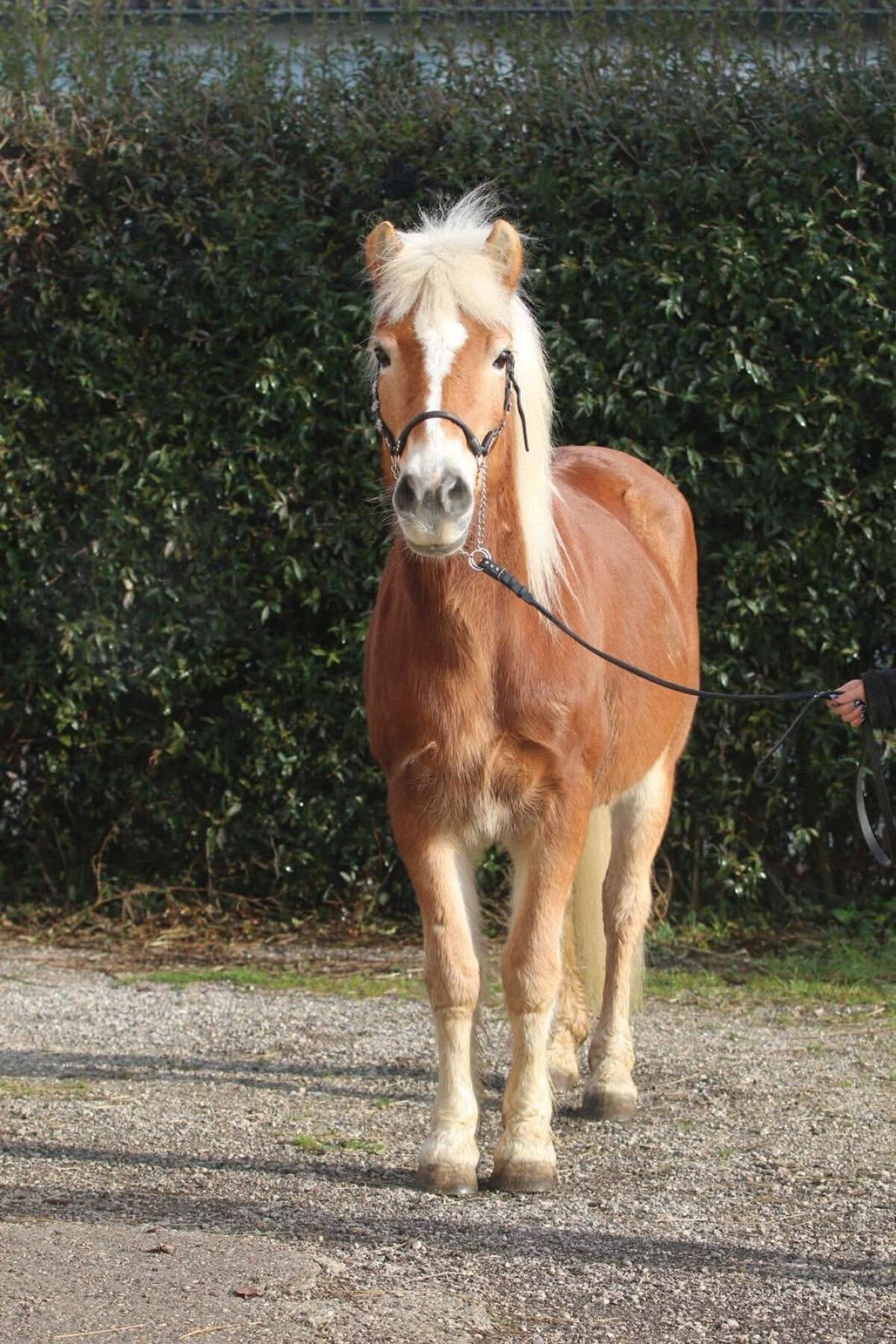 Brave Haflingerstute, geritten und gefahren 2