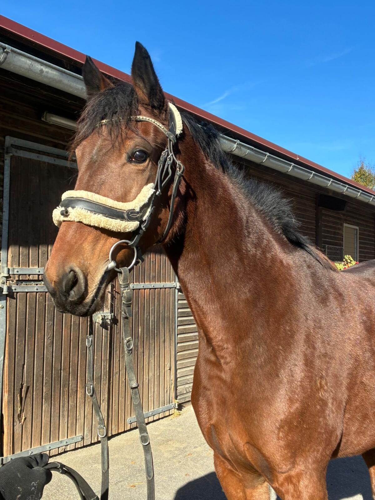 Freizeitpferd, Reitpferd, Traber 3