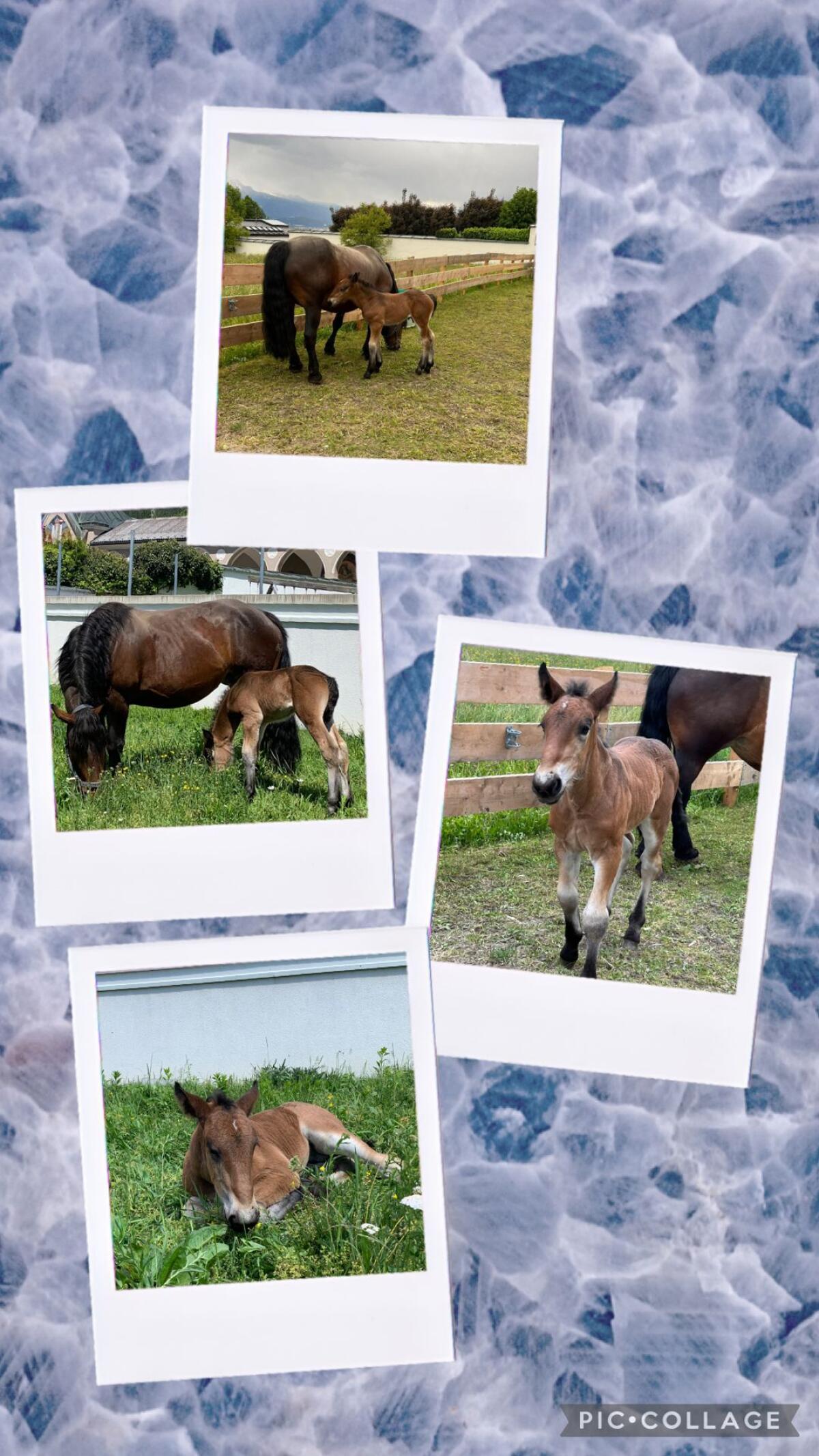 Wunderbarer Norikerhengst 2