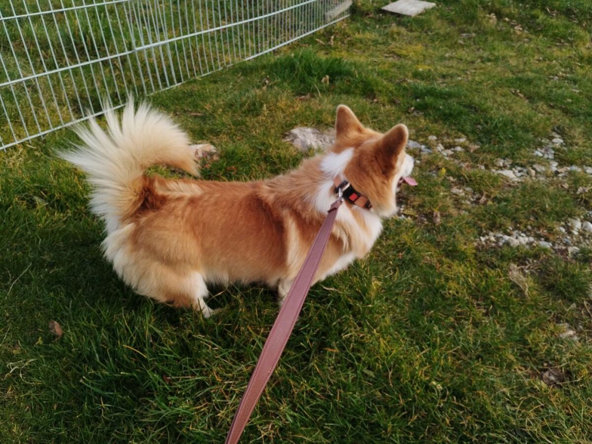 Welsh Corgi Pembroke Rüde 2