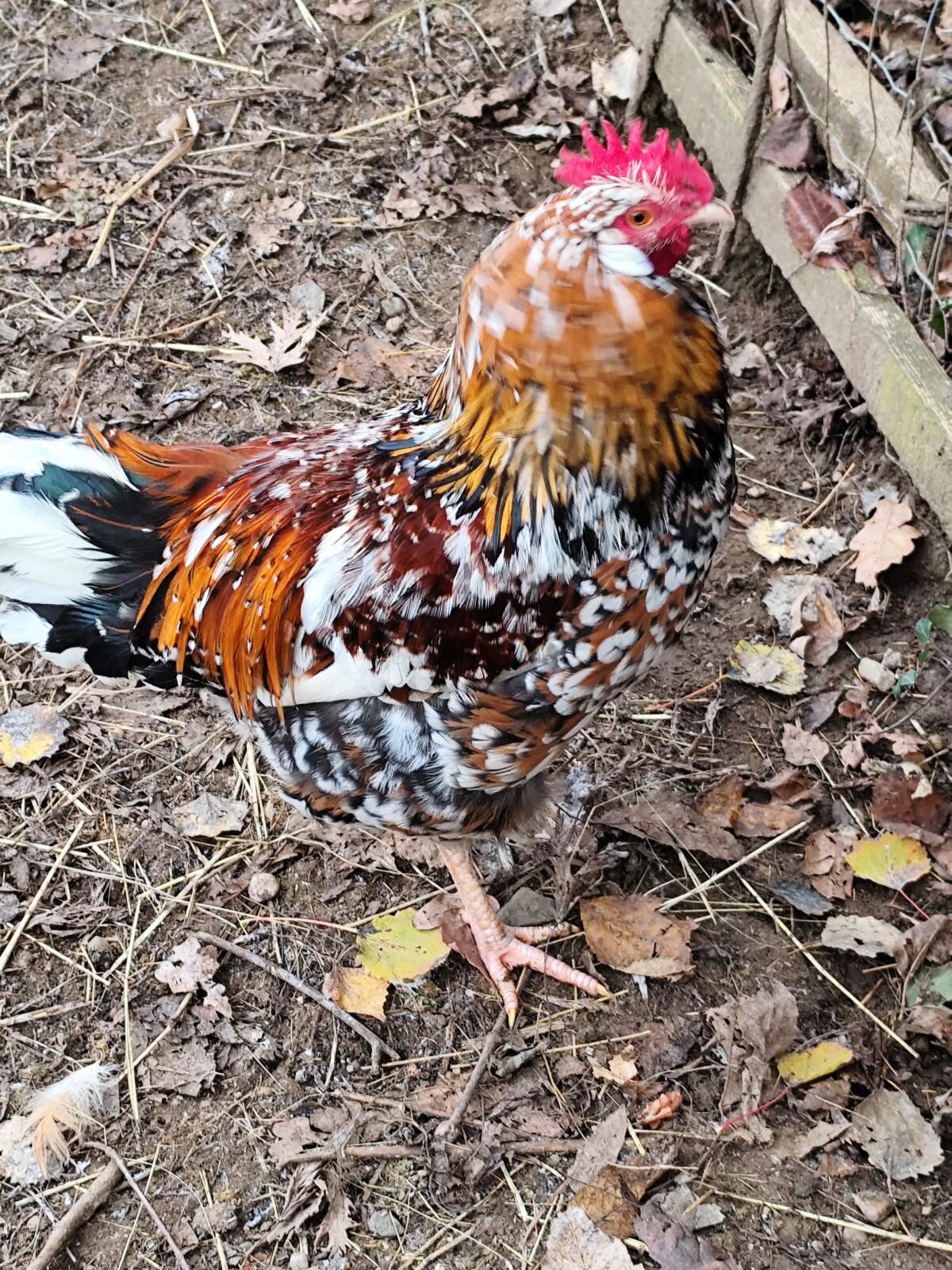 Reinrassige schwedische Blumenhähne 2