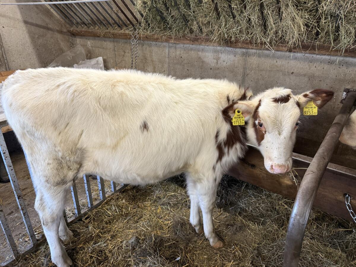 Fleckviehkalb Zuchtkalb 2