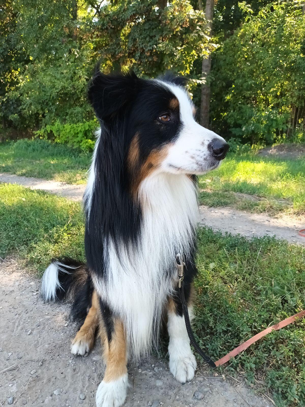 Deckrüde Australian Shepherd mit FCI Ahnentafel 2