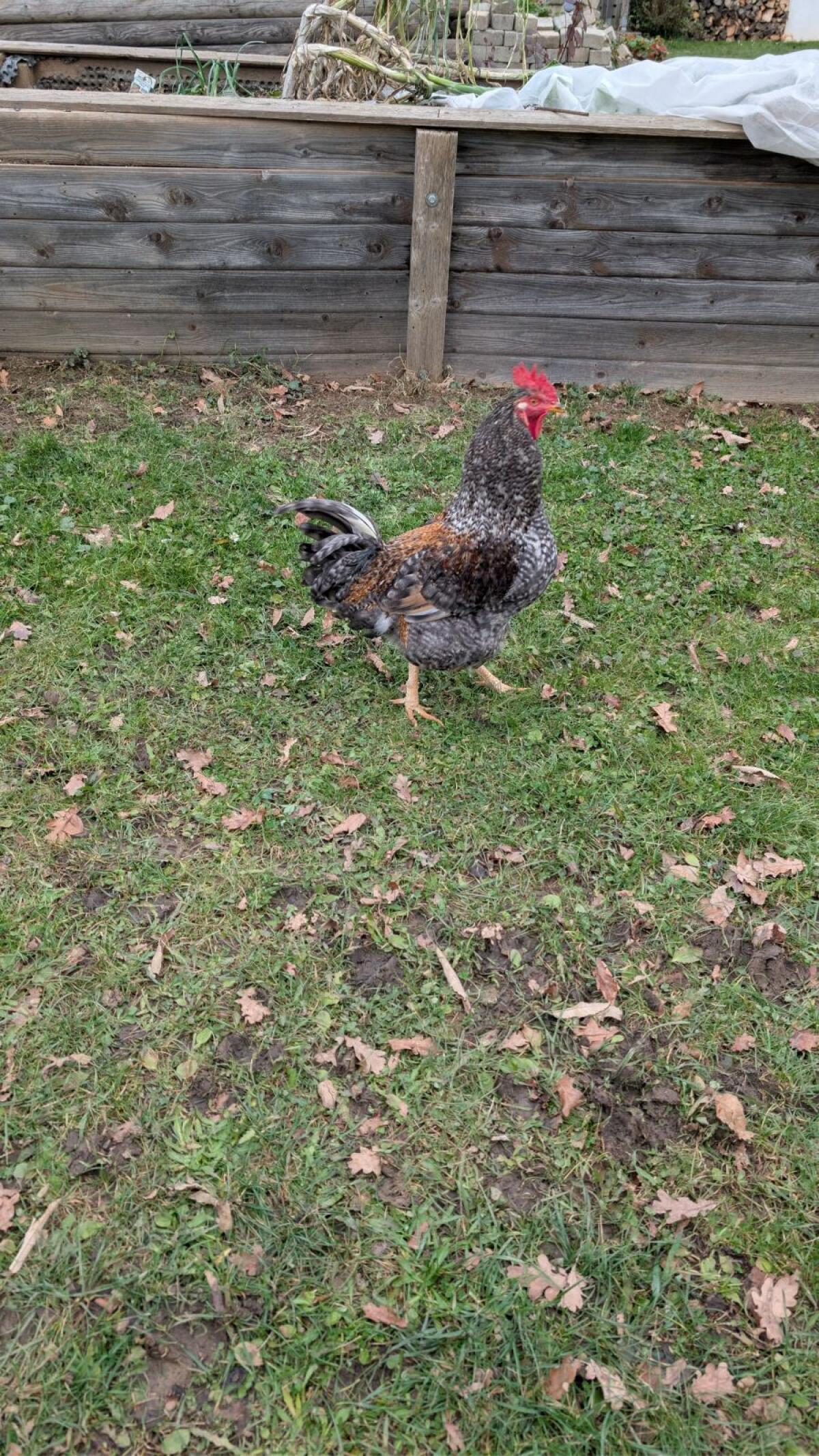 sehr schöner junger Hahn zu verschenken 1