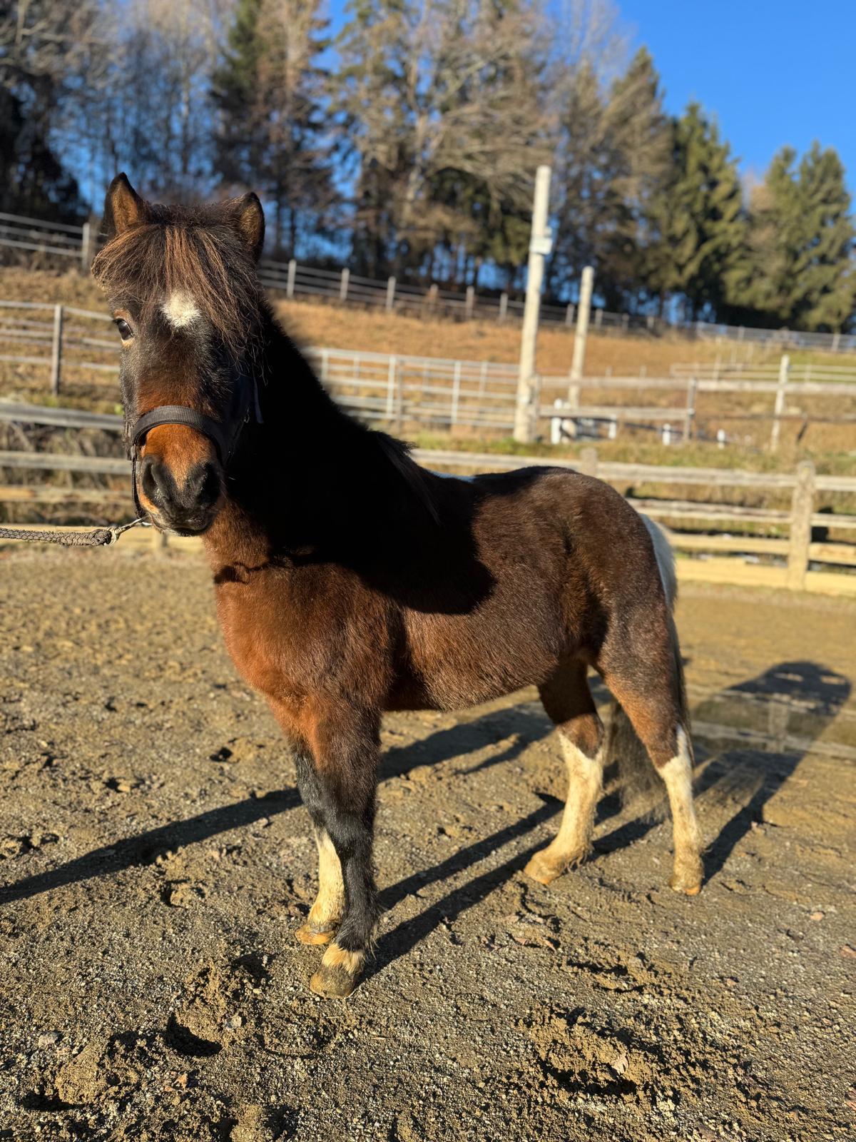 Islandpferd - Hübsche 6-jährige Braunscheck-Stute 2