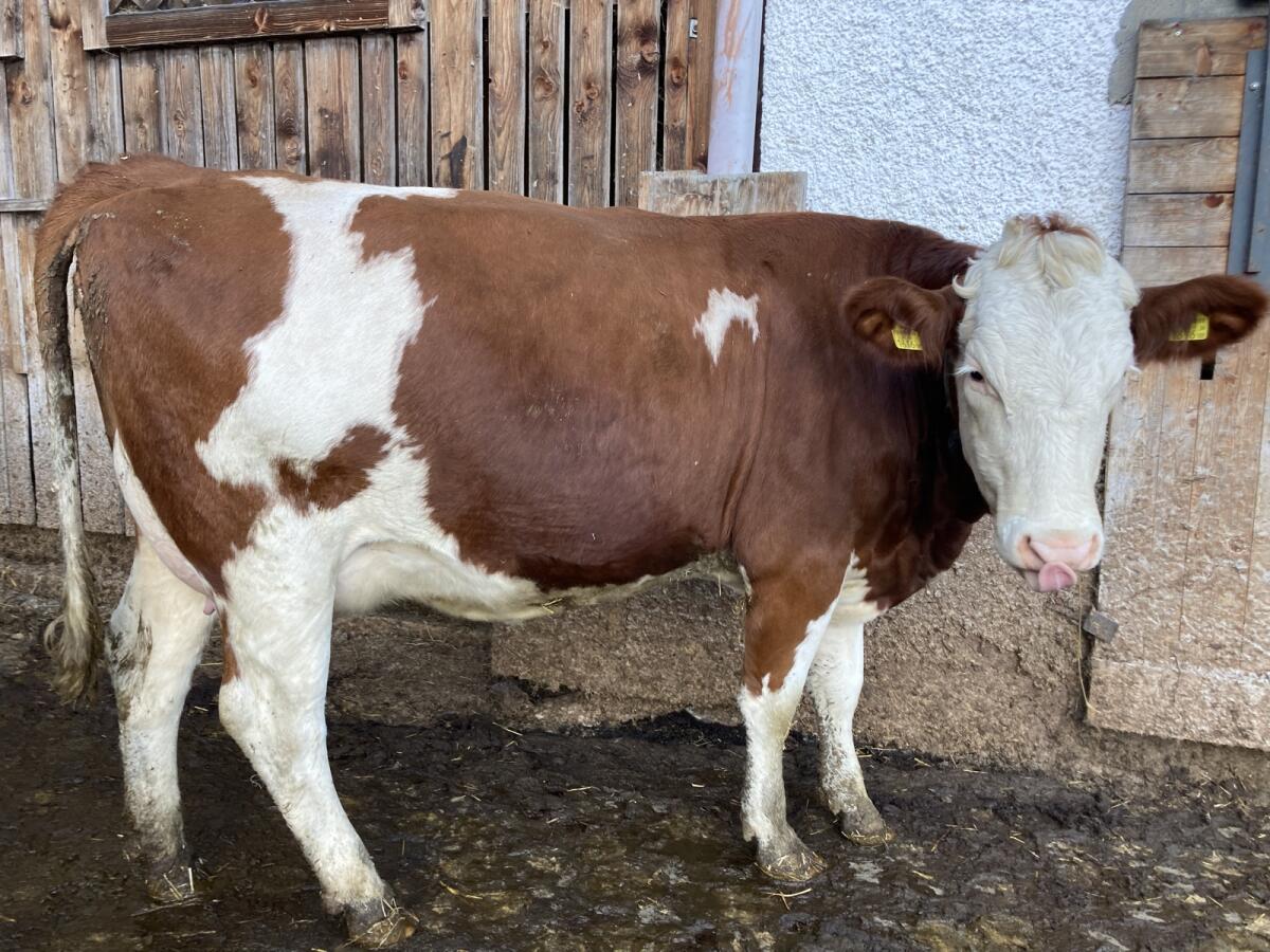BIO Fleckvieh Zucht-Jungkuh in Milch 2