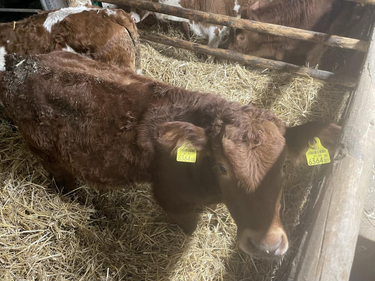 Verkaufe 2x Einsteller/Fresser weiblich 9 und 6 Monate 3