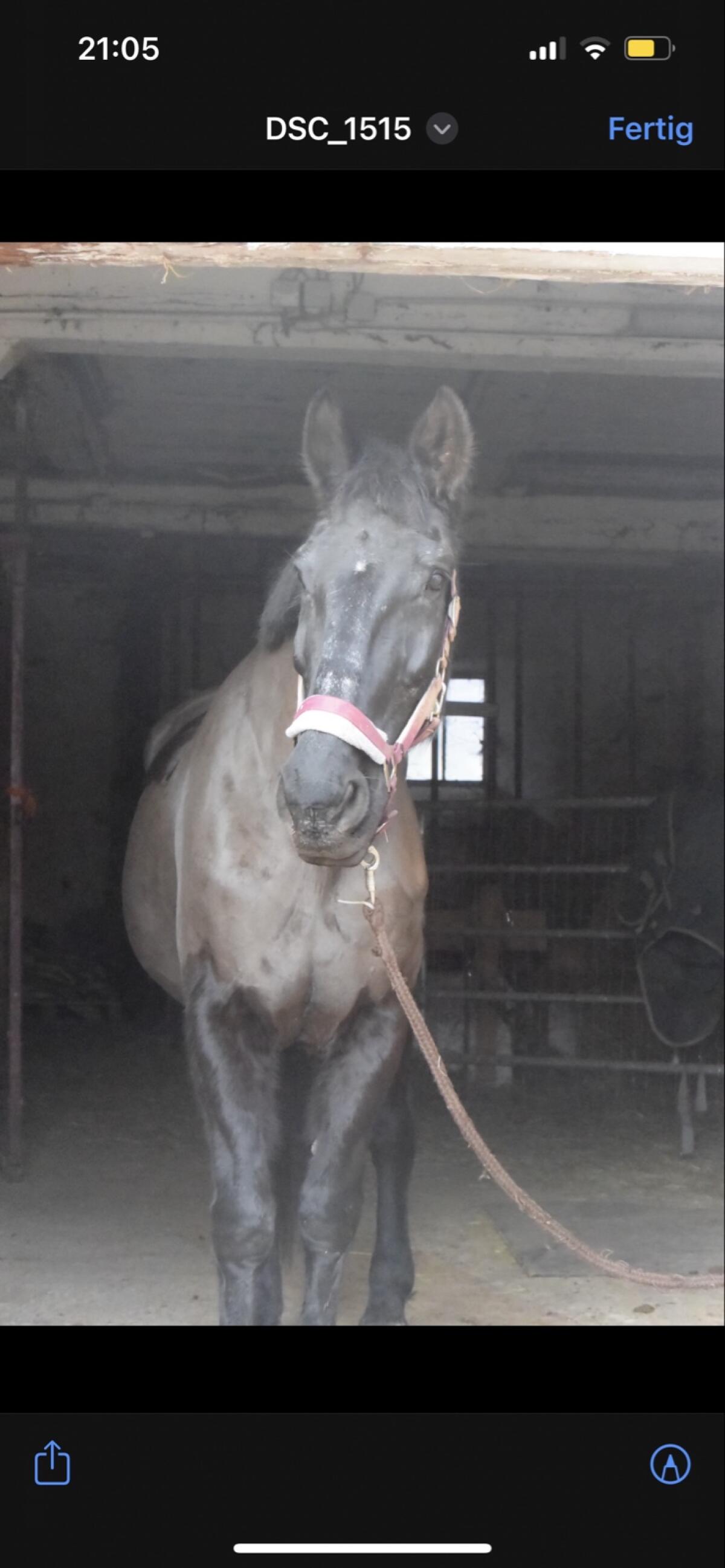 Beisteller zu verschenken 1