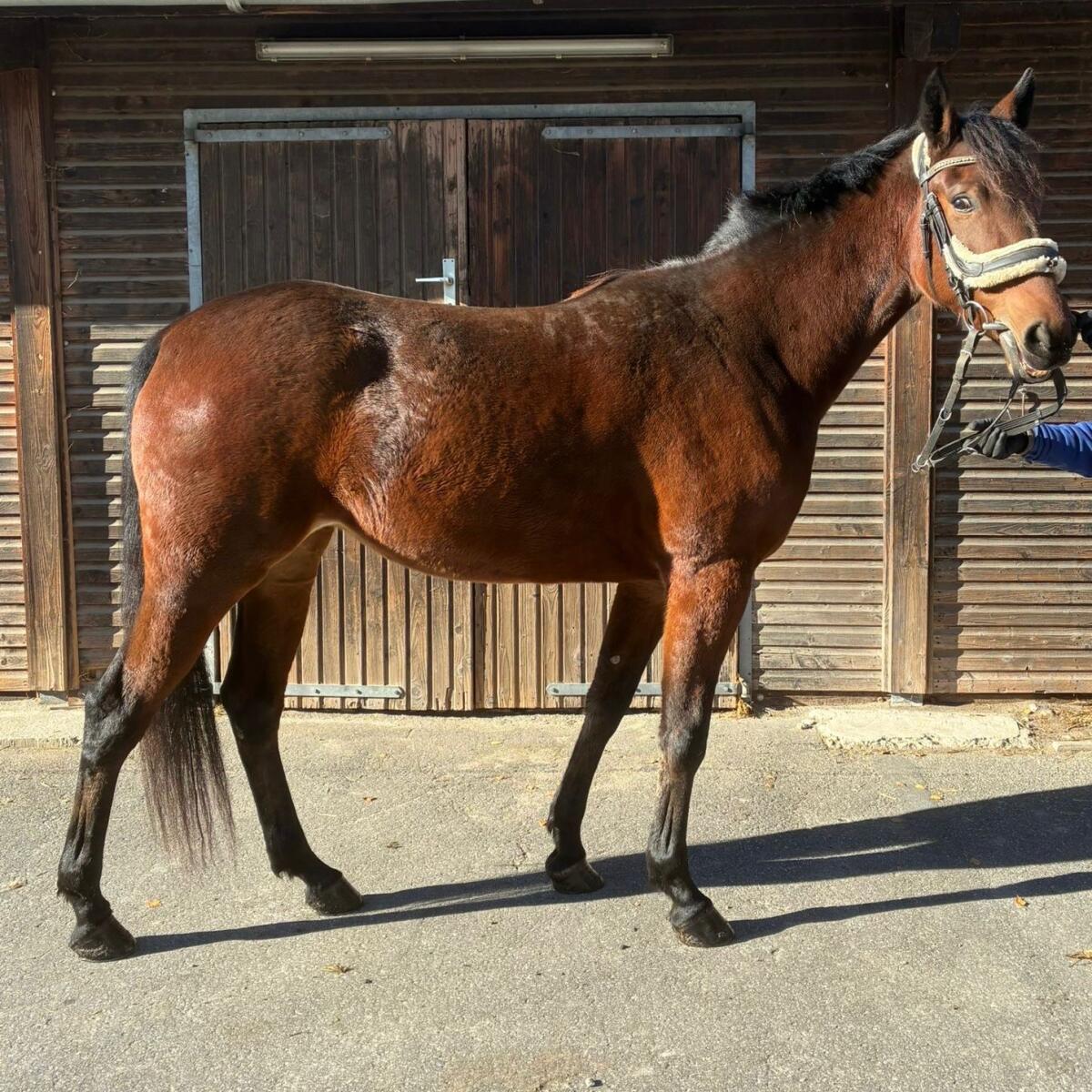 Freizeitpferd, Reitpferd, Traber 2