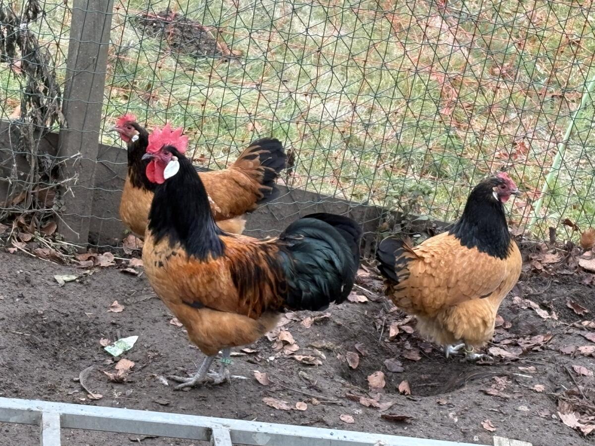 Vorwerk Zuchtstamm 3