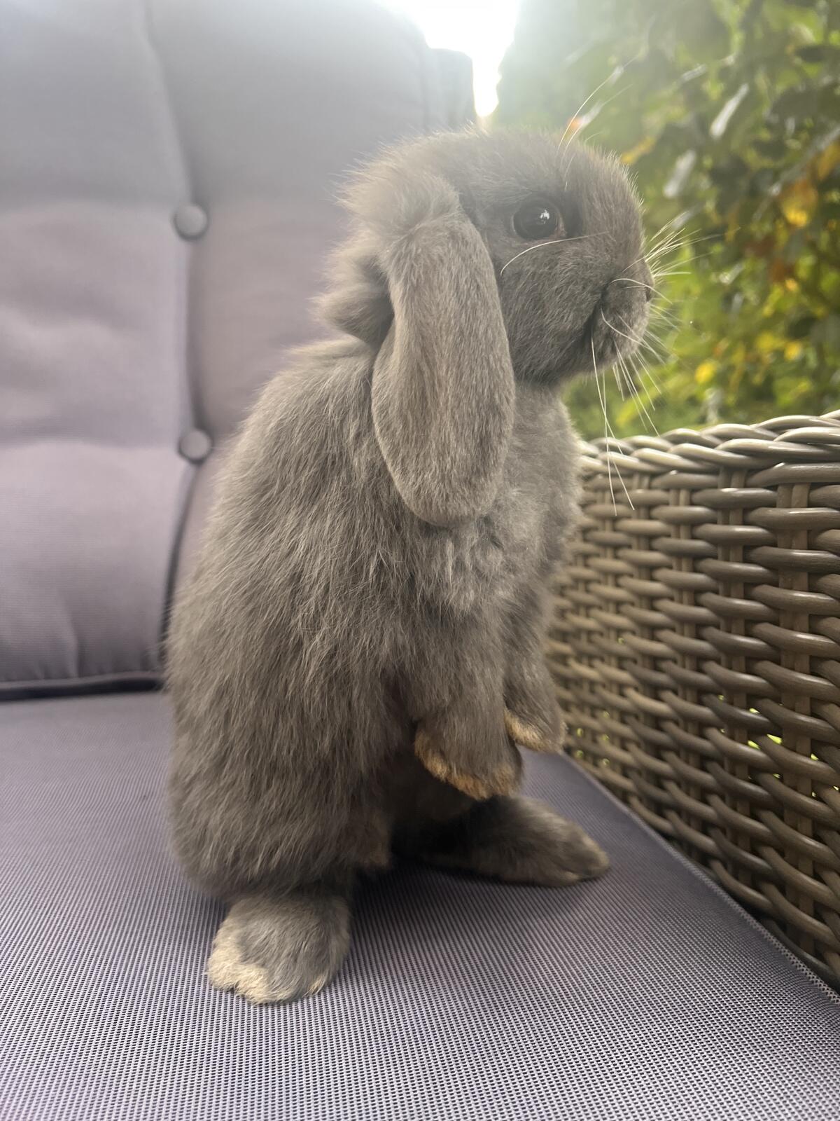 Baby Hasen Mini Lop 2