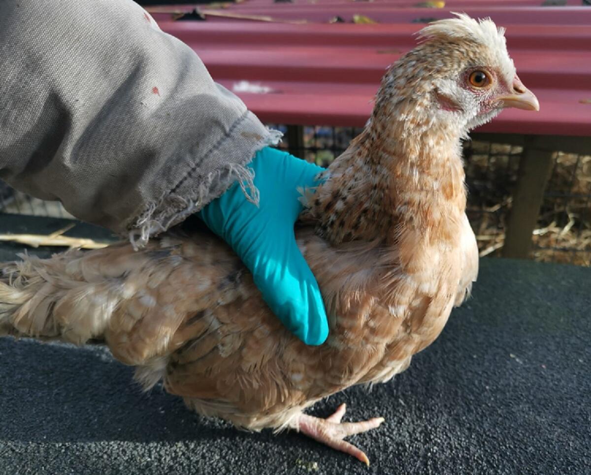 Bildhübsche Junghennen und Hähne 2