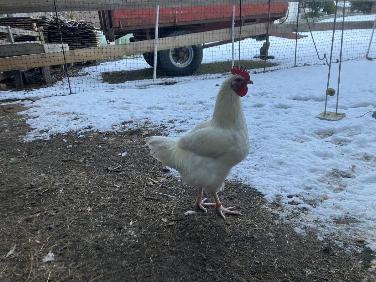 2 schöne, junge Hähne abzugeben 2
