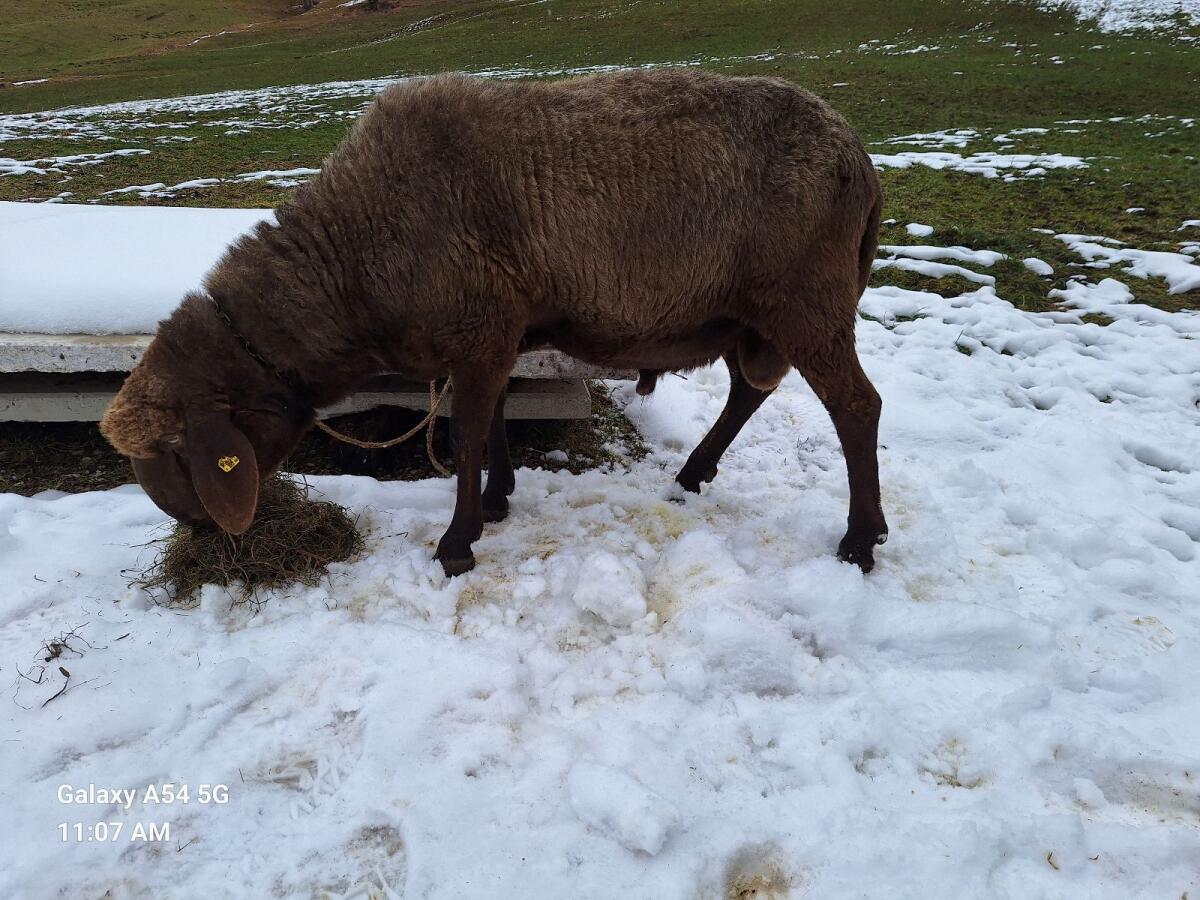 Brauner Bergschaf Widder 2