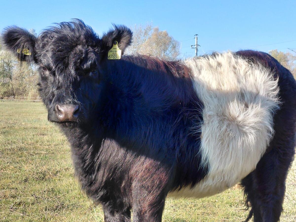 Bio Galloway-Kalbinnen 1