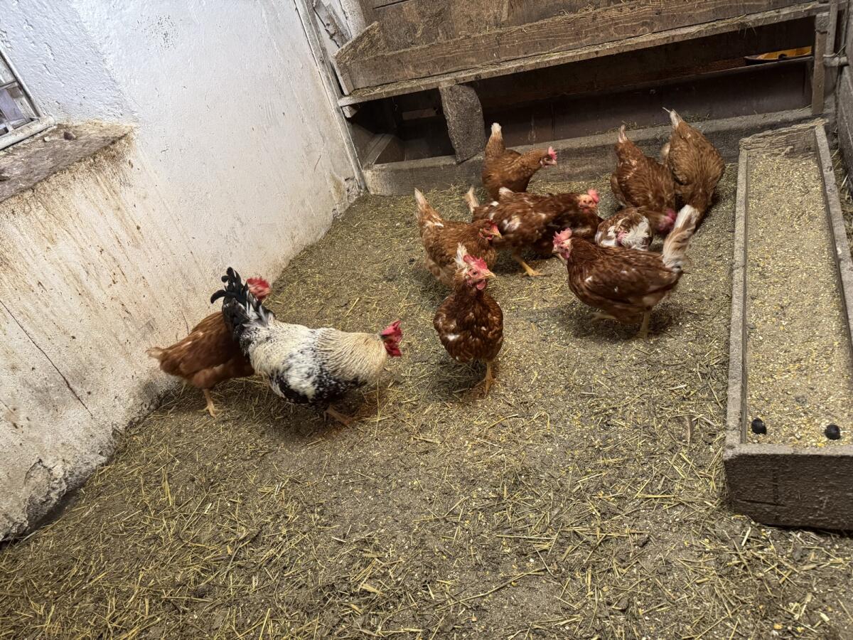 10-12 Hühner zu verschenken 1
