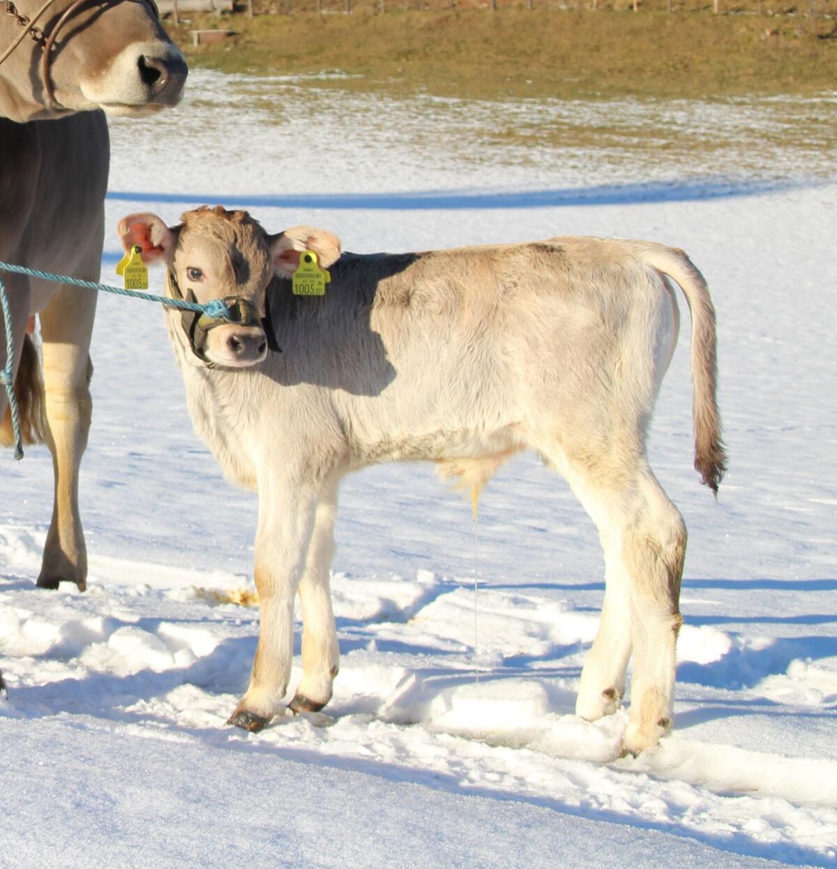 Braunviehstierkalb 1