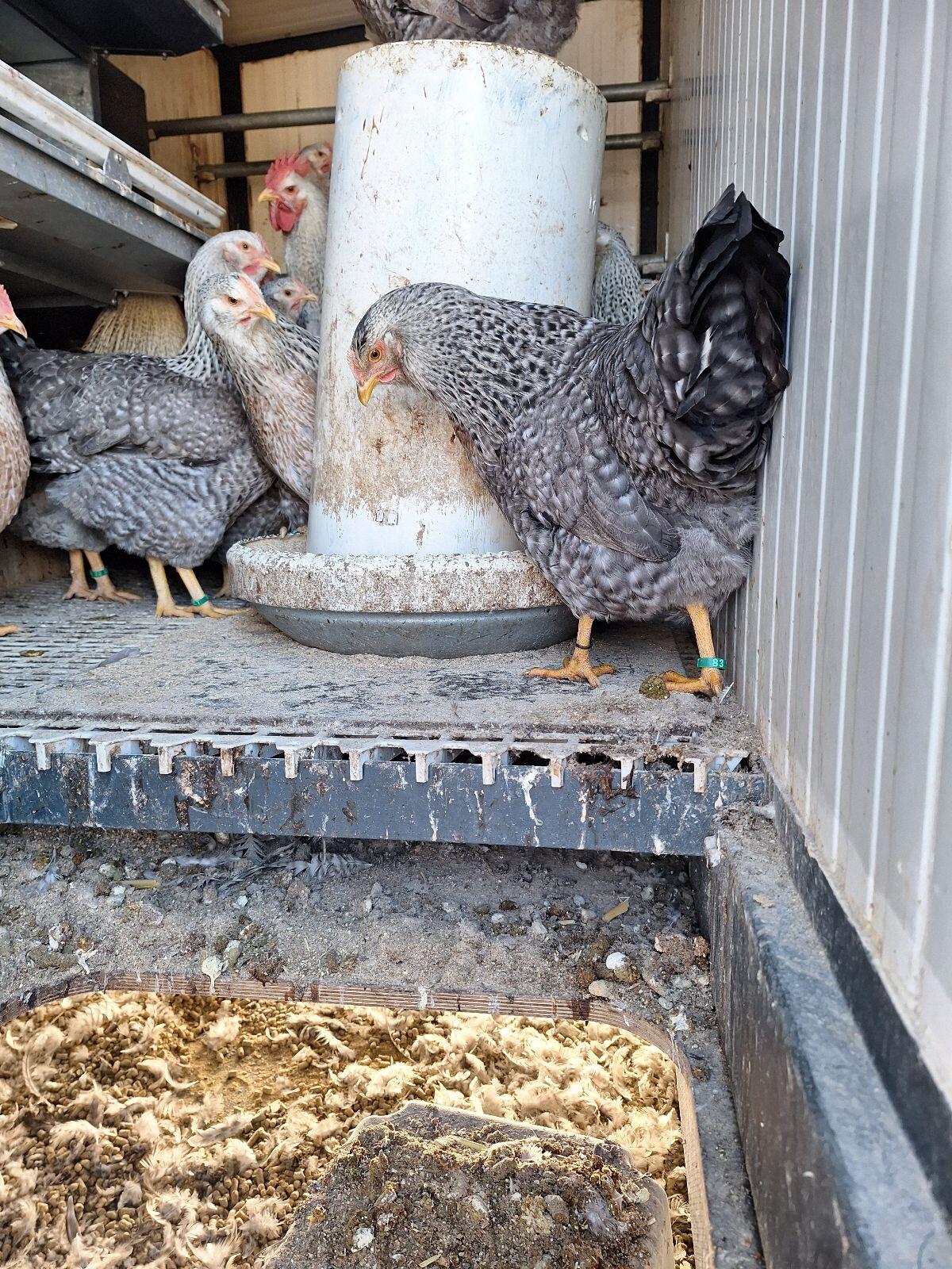 Bielefelder Kennhühner Silber-Kennsperber Hühner und Hähne 1