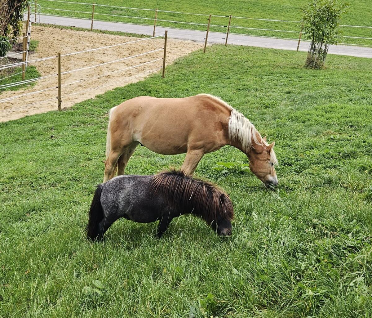 Besonderer Minishetty Pony Shetty Wallach 2