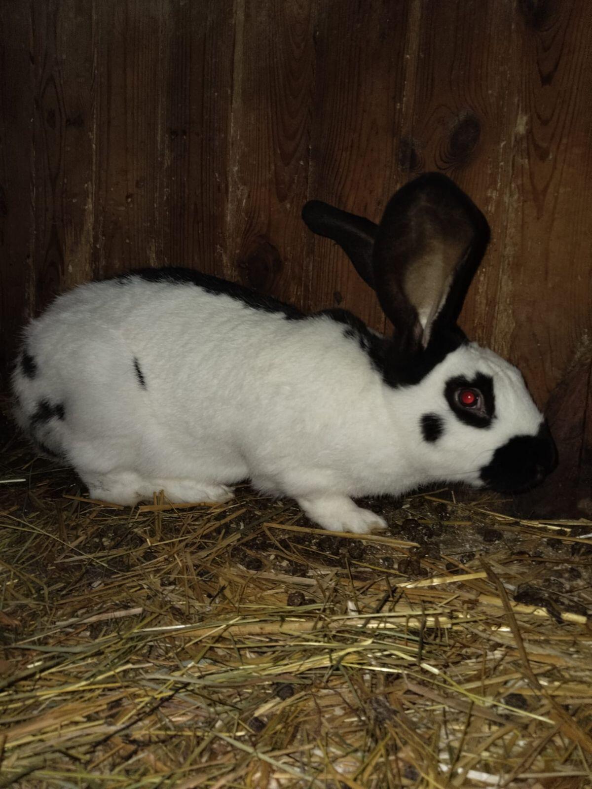 Riesenschecken Rammler 3