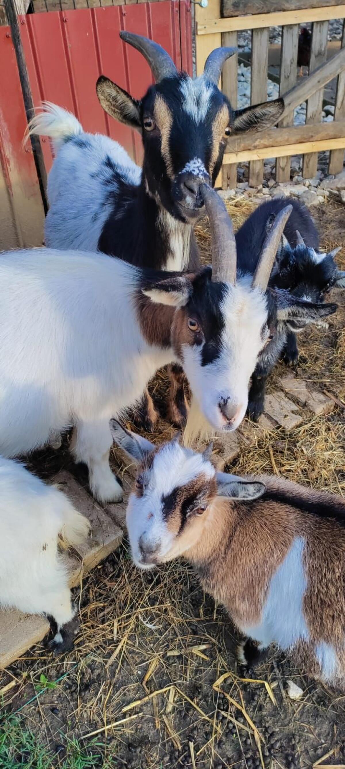 Mini-Zwergziegen Weibchen! 1