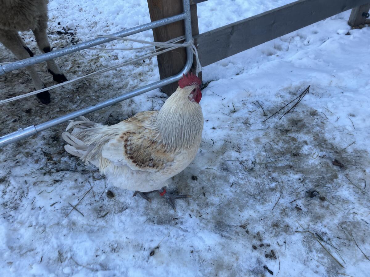 2 schöne, junge Hähne abzugeben 1