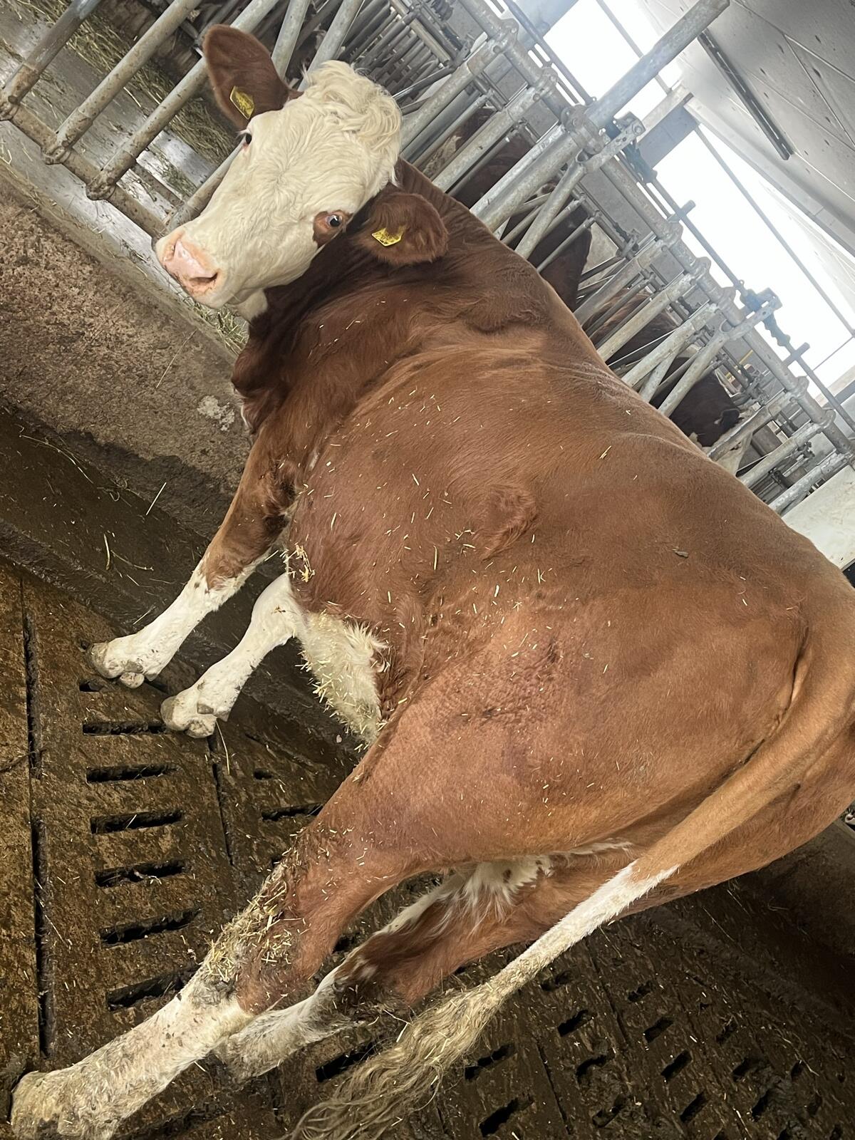 Trächtige Fleckvieh-Kalbinen zu verkaufen 2