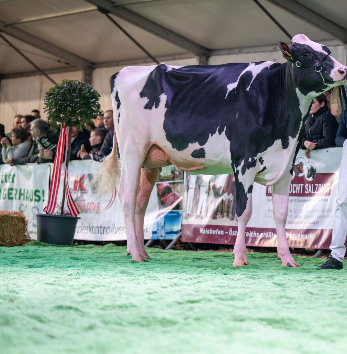Verkaufe Red Holstein und Holstein Stiere 1