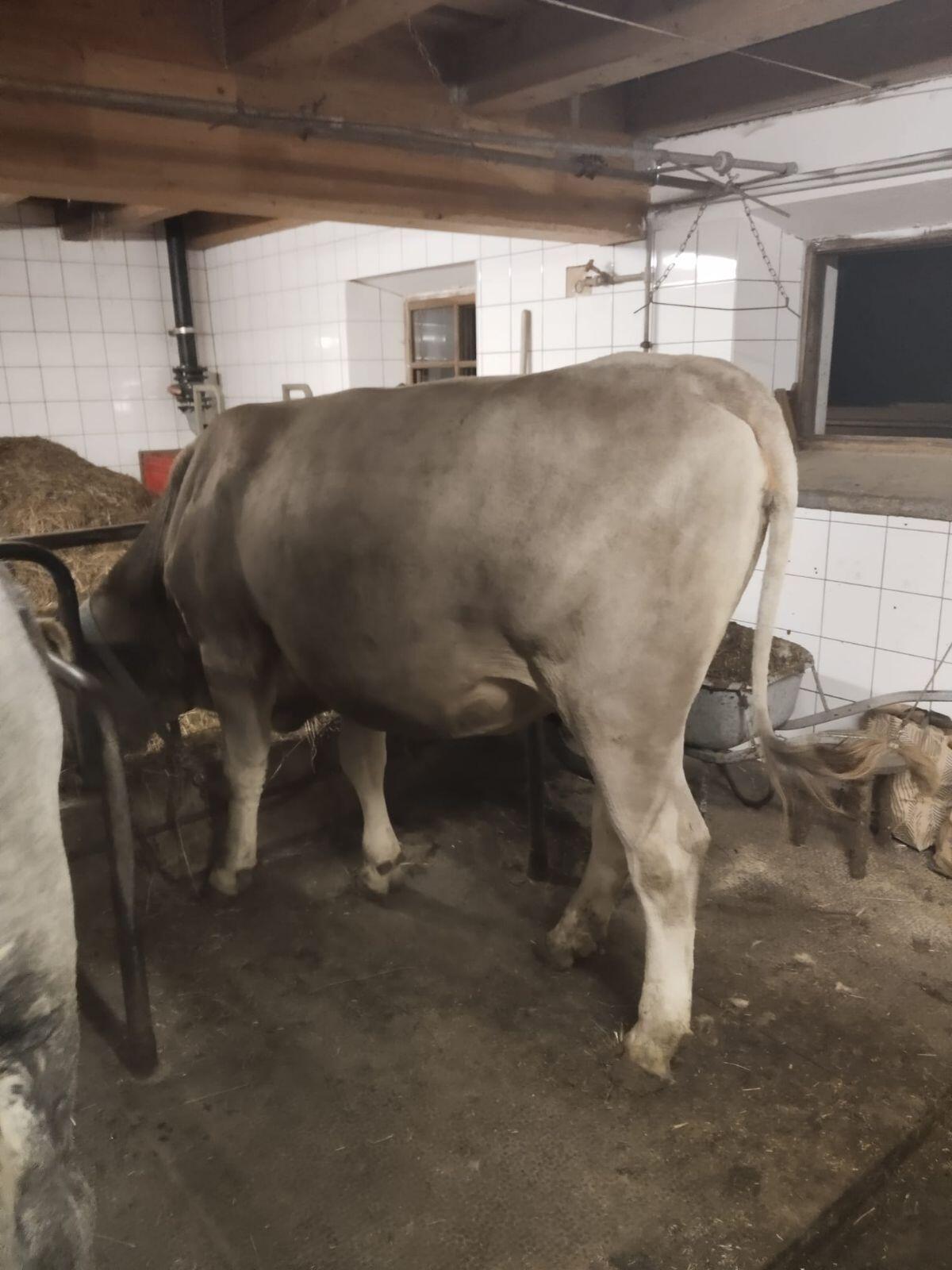 BRAUN SWISS Kalbin Wolke 2