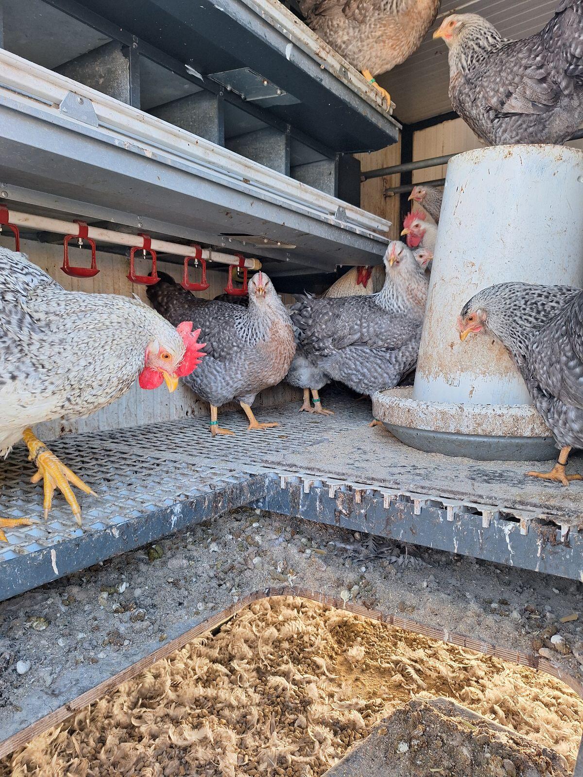 Bielefelder Kennhühner Silber-Kennsperber Hühner und Hähne 3
