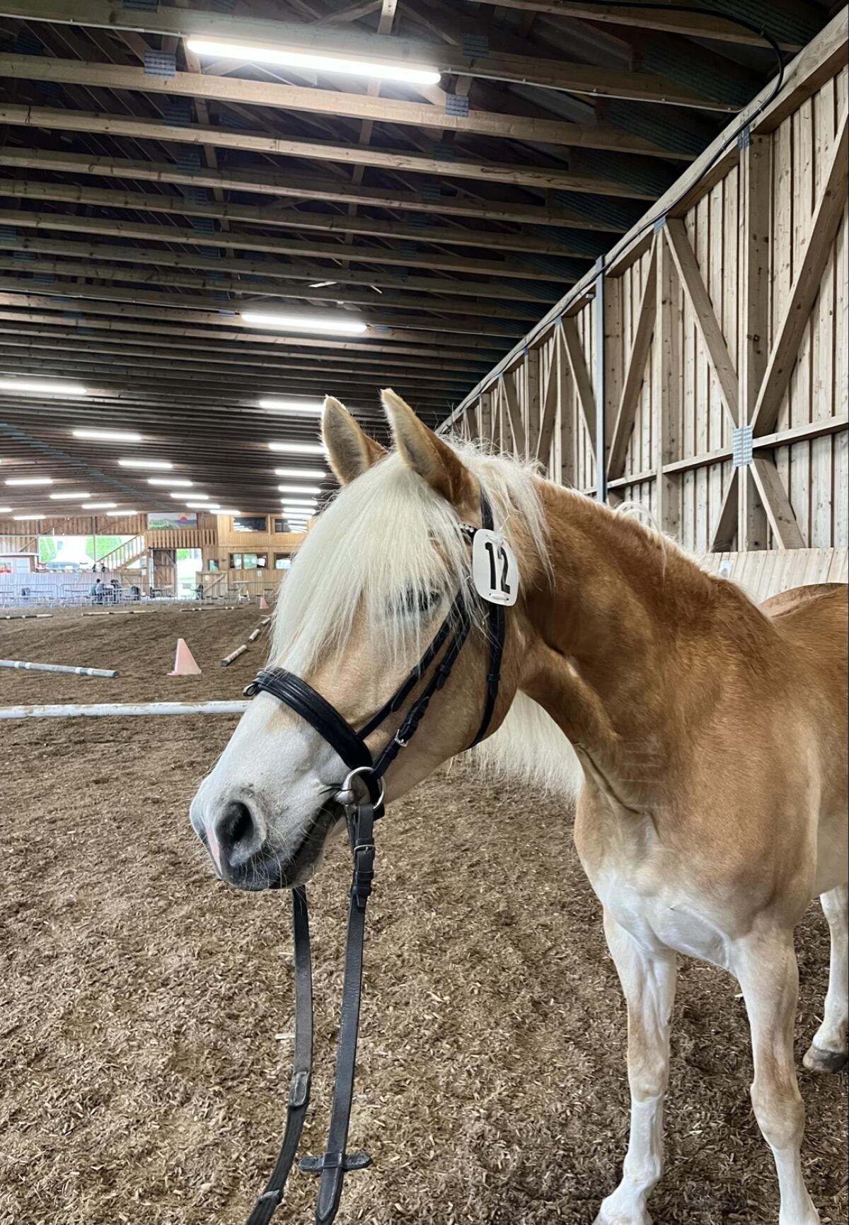 Sporliche 4jährige Haflingerstute 3