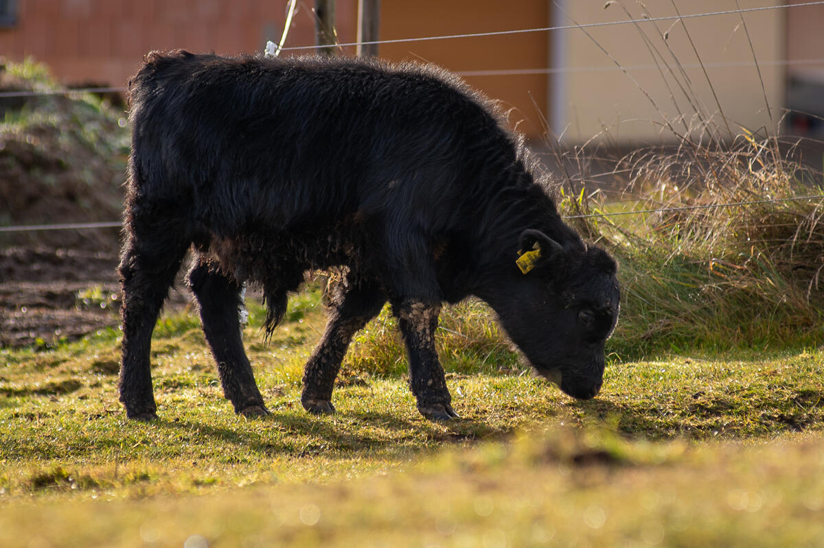 BIO Dexterstier Charly PP* genetisch hornlos 3