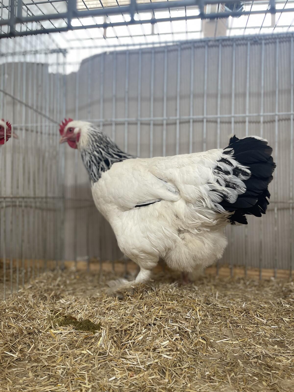 Bruteier Sundheimer Hühner 3