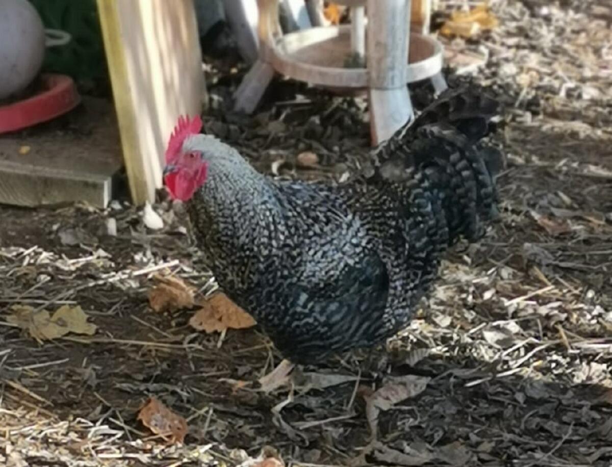 Bildhübsche Junghennen und Hähne 3