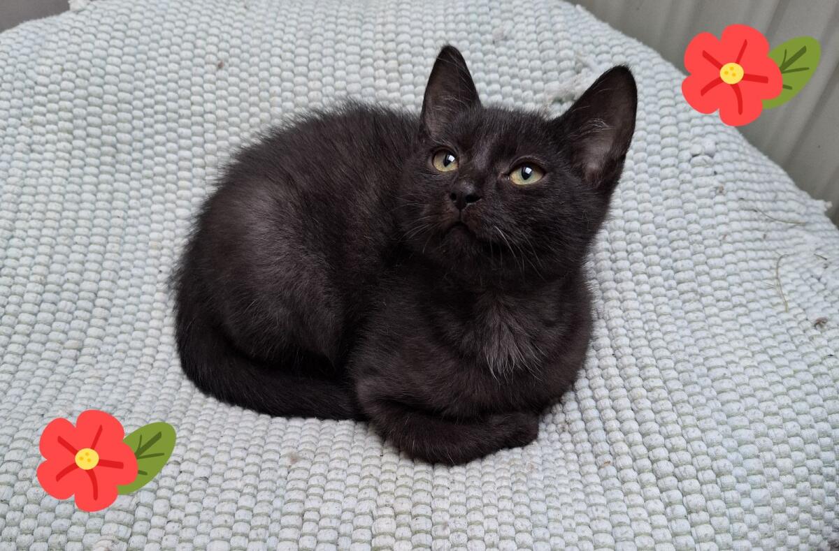 Süße Kätzchen, nur gemeinsam 2