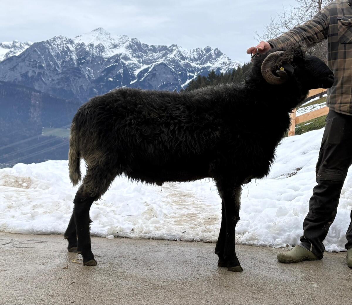 HB Tiroler Steinschaf Widder 2