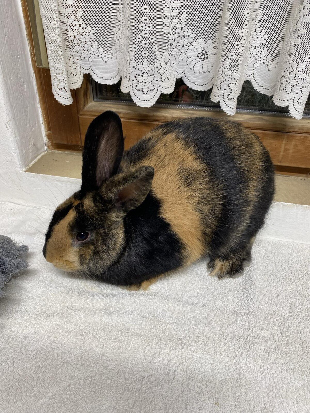 Rammler zu verkaufen 2